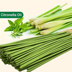 Lemongrass Citronella Natural Incense Sticks